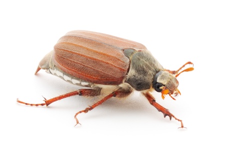 may bug macro isolated on a white background