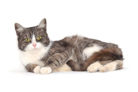 Tabby cat lying on white backgroundの写真素材