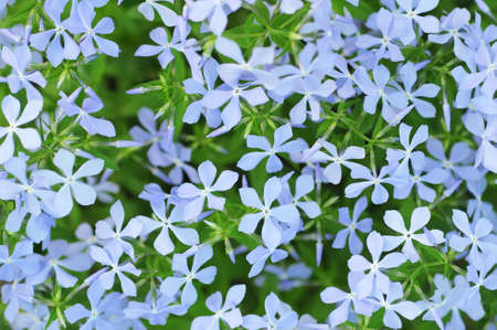 Flowers background with green leaves. Selective focus.の写真素材