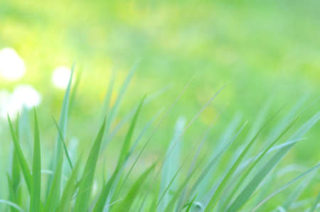 Nature green defocused bokeh background with leaves.の写真素材