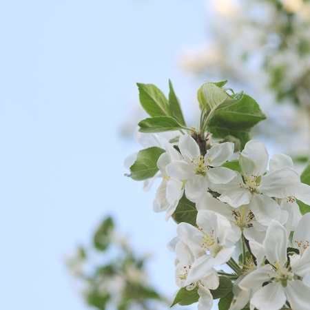 Spring apple blossom selective focus sunny day.
