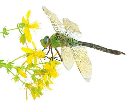Green dragonfly on a yellow flower. Isolated on white.の写真素材