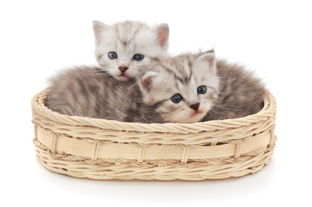 two small kittens sitting in a basketの写真素材