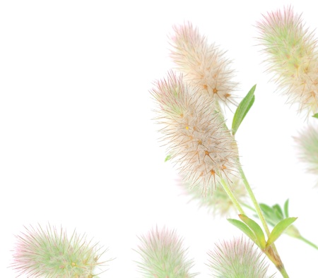 Summer nature background. Place for your inscription.の写真素材