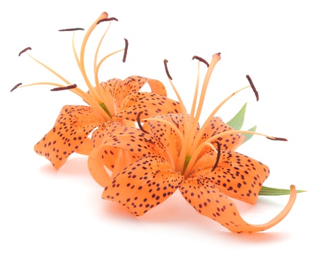 Two tiger lilies isolated on a white background の写真素材