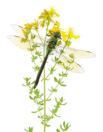 Green dragonfly on a yellow flower. Isolated on white.の写真素材