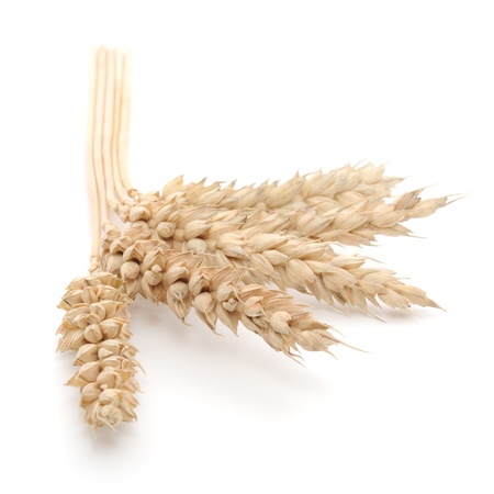 ears of wheat on a white background の写真素材