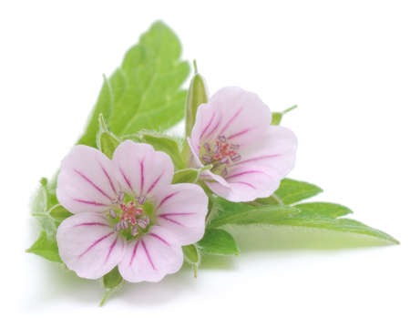 Two beautiful pink flowers, isolated on white.