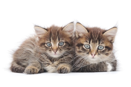 Two small Siberian kittens on a white background. 