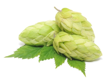 Cluster of hops with leafs isolated on white