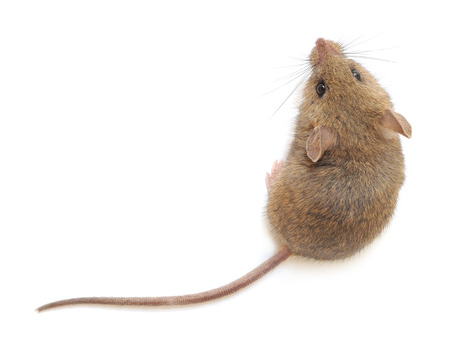 Wood mouse  isolated on a white backgroundの写真素材