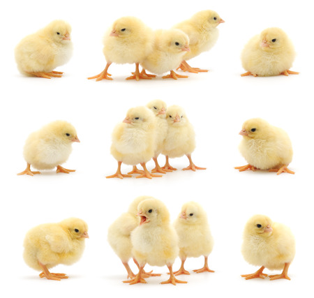 Set of yellow chickens isolated on white. Studio shot.の写真素材