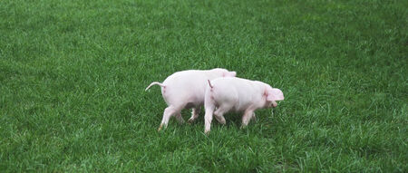 Two small pigs on a green grass の写真素材