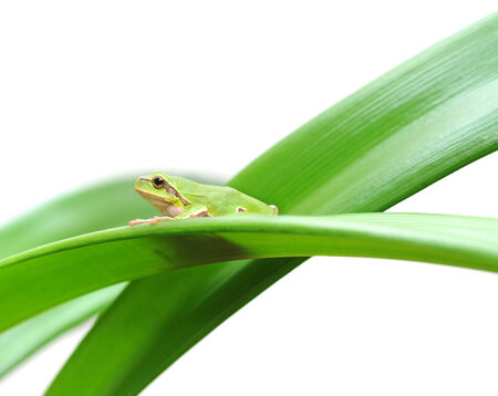 macro of a tree frog sitting on a leaf isolated on white