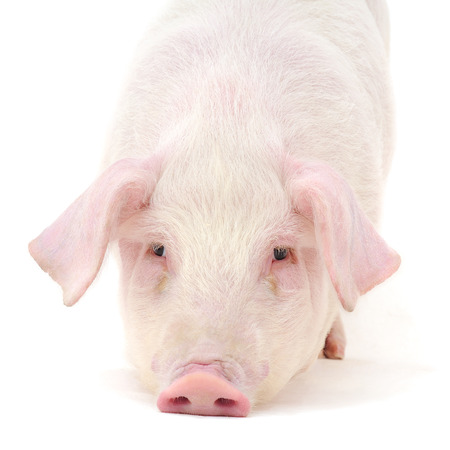 Pig who is represented on a white background