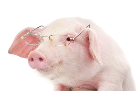 Portrait of a cute pig in glasses on white backgroundの写真素材