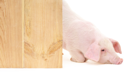 Pig with board isolated on white
の写真素材