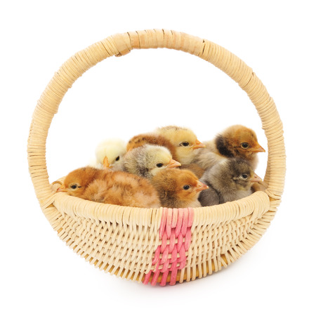 Young chickens in a basket. Isolated on a white background.
の写真素材