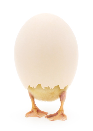 Duckling in a shell standing on white backgroundの写真素材