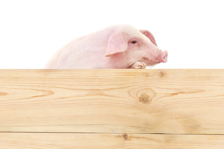 Pig with board isolated on white background.
の写真素材