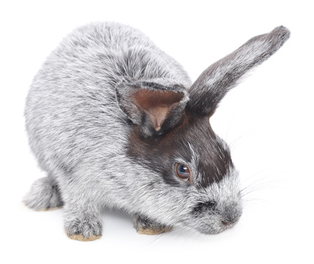 Isolated image of a gray bunny rabbit.の写真素材