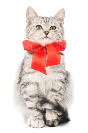 Small gray kitten with red ribbon on a white backgroundの写真素材