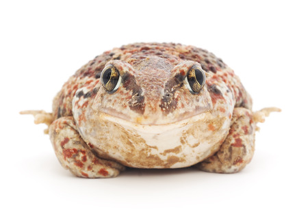 closeup of brown frog isolated on white