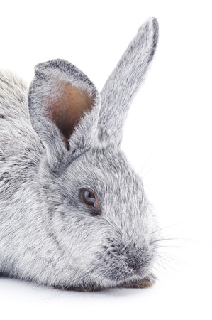 Isolated image of a gray bunny rabbit.の写真素材
