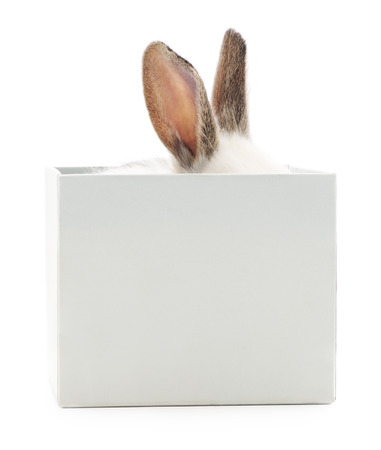 A rabbit is in a grey present box. の写真素材