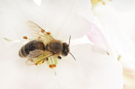 Nature background. Honeybee and white cherry flowers.