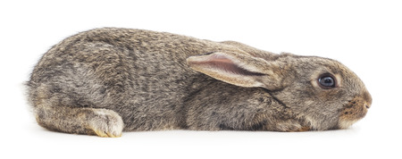 Isolated image of a gray bunny rabbit.の写真素材
