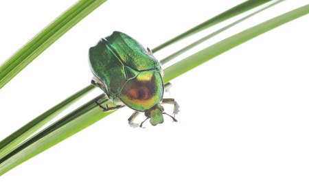 green beetle insect rose chafer (cetonia aurata) on grass isolated on white background