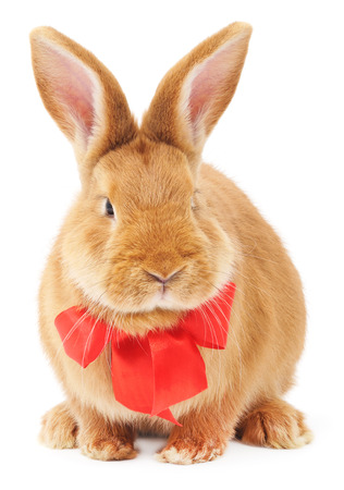 Isolated image of a brown bunny rabbit with bow.の写真素材