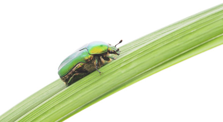 green beetle insect rose chafer (cetonia aurata) on grass isolated on white 