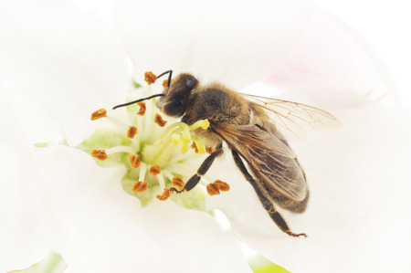 Nature background. Honeybee and white cherry flower.