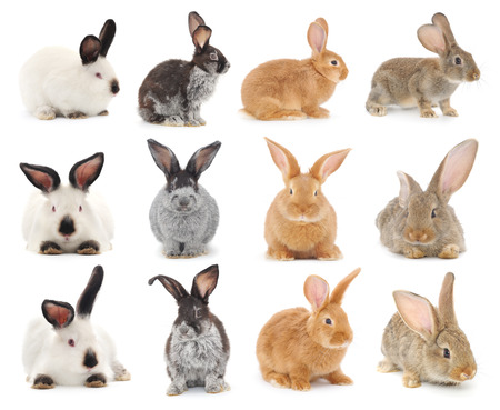 Isolated image of a colorful bunny rabbits.の写真素材