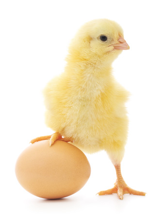 brown egg and chicken isolated on a white background brown egg and chicken isolated on a white background