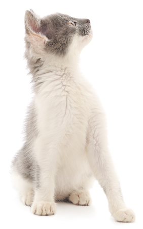 Small gray kitten on a white backgroundの写真素材