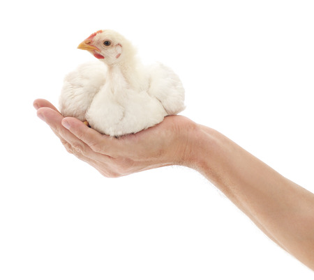 White small chicken sitting in a hand の写真素材
