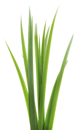 Long blades of green grass against a white background.
の写真素材