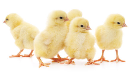 Five chickens who are represented on a white backgroundの写真素材