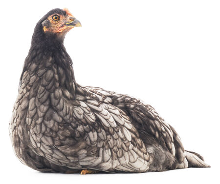 Grey hen isolated on white, studio shotの写真素材