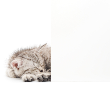 Pretty kitten peeking out of a blank sign, isolated on white backgroundの写真素材