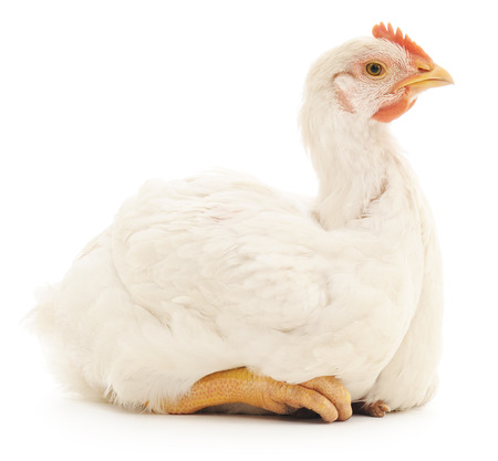 white hen isolated on white, studio shotの写真素材