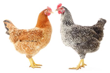 Two hens isolated on white, studio shotの写真素材