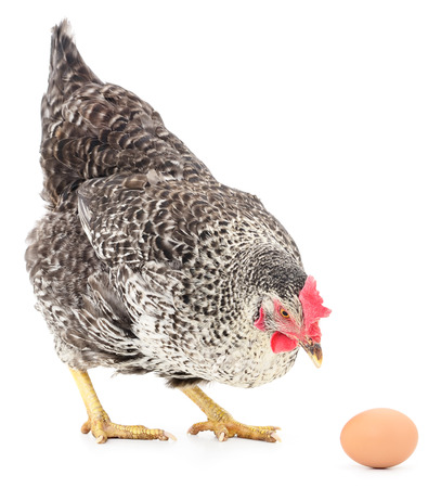 Isolated grey hen with egg in the studioの写真素材