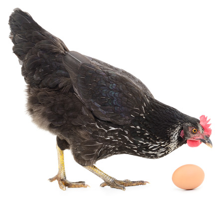 Isolated grey hen with egg in the studioの写真素材