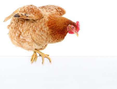 Chicken with blank on a white background.の写真素材