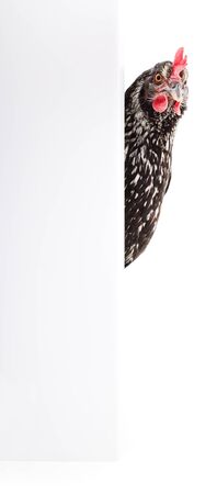 Chicken with blank on a white background.の写真素材