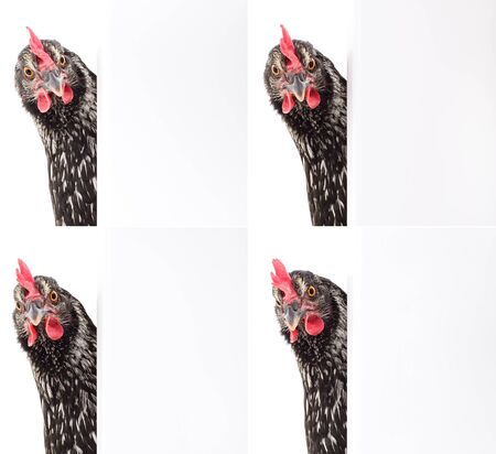 Chicken with blank on a white background.の写真素材